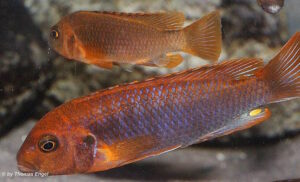 Iodotropheus sprengarae 'Makokola Reef'